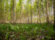Lithuanian Forest